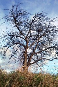 Preview wallpaper tree, autumn, wind, grass, sky