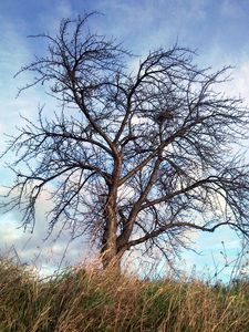 Preview wallpaper tree, autumn, wind, grass, sky