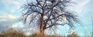 Preview wallpaper tree, autumn, wind, grass, sky