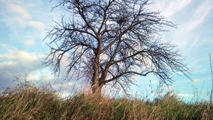 Preview wallpaper tree, autumn, wind, grass, sky