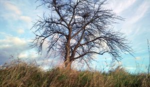 Preview wallpaper tree, autumn, wind, grass, sky