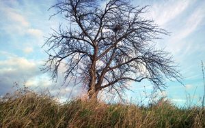 Preview wallpaper tree, autumn, wind, grass, sky