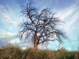 Preview wallpaper tree, autumn, wind, grass, sky