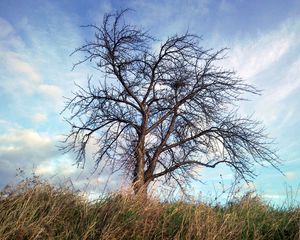 Preview wallpaper tree, autumn, wind, grass, sky