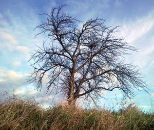 Preview wallpaper tree, autumn, wind, grass, sky