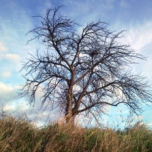 Preview wallpaper tree, autumn, wind, grass, sky