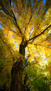 Preview wallpaper tree, autumn, yellow