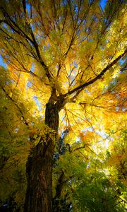 Preview wallpaper tree, autumn, yellow