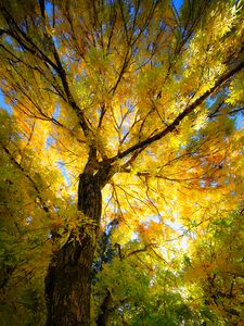 Preview wallpaper tree, autumn, yellow