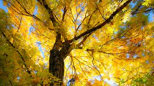 Preview wallpaper tree, autumn, yellow