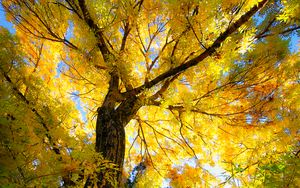 Preview wallpaper tree, autumn, yellow