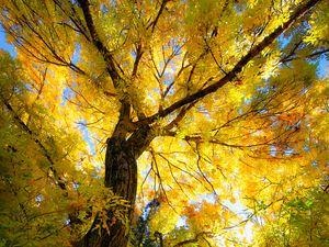 Preview wallpaper tree, autumn, yellow