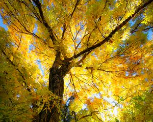Preview wallpaper tree, autumn, yellow