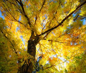 Preview wallpaper tree, autumn, yellow