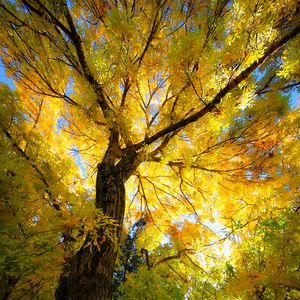 Preview wallpaper tree, autumn, yellow