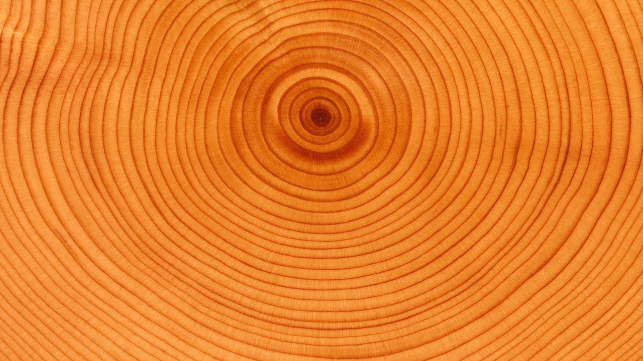 Wallpaper tree, background, circles, slice, trunk