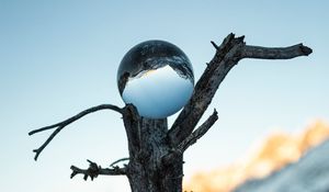 Preview wallpaper tree, ball, glass, reflection