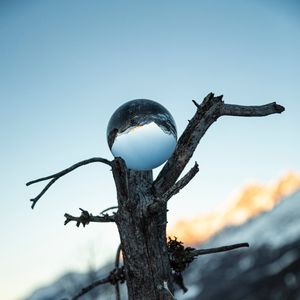 Preview wallpaper tree, ball, glass, reflection