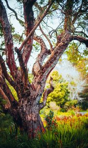 Preview wallpaper tree, bark, branch, grass, nature