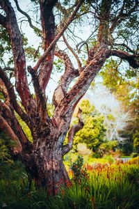 Preview wallpaper tree, bark, branch, grass, nature