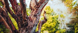 Preview wallpaper tree, bark, branch, grass, nature