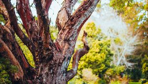 Preview wallpaper tree, bark, branch, grass, nature