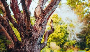 Preview wallpaper tree, bark, branch, grass, nature