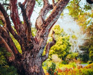 Preview wallpaper tree, bark, branch, grass, nature