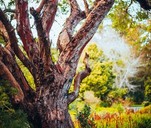 Preview wallpaper tree, bark, branch, grass, nature