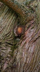 Preview wallpaper tree, bark, branches, relief