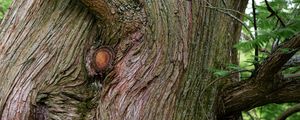 Preview wallpaper tree, bark, branches, relief