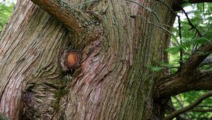 Preview wallpaper tree, bark, branches, relief