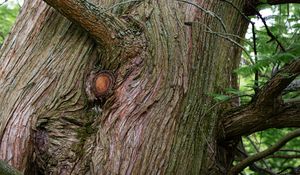 Preview wallpaper tree, bark, branches, relief