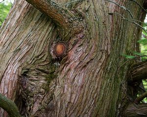 Preview wallpaper tree, bark, branches, relief