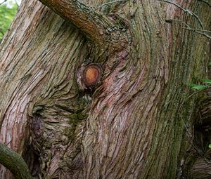 Preview wallpaper tree, bark, branches, relief