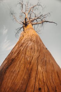 Preview wallpaper tree, bark, branches, bottom view
