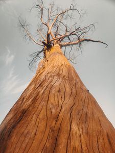 Preview wallpaper tree, bark, branches, bottom view