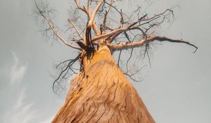 Preview wallpaper tree, bark, branches, bottom view