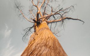 Preview wallpaper tree, bark, branches, bottom view