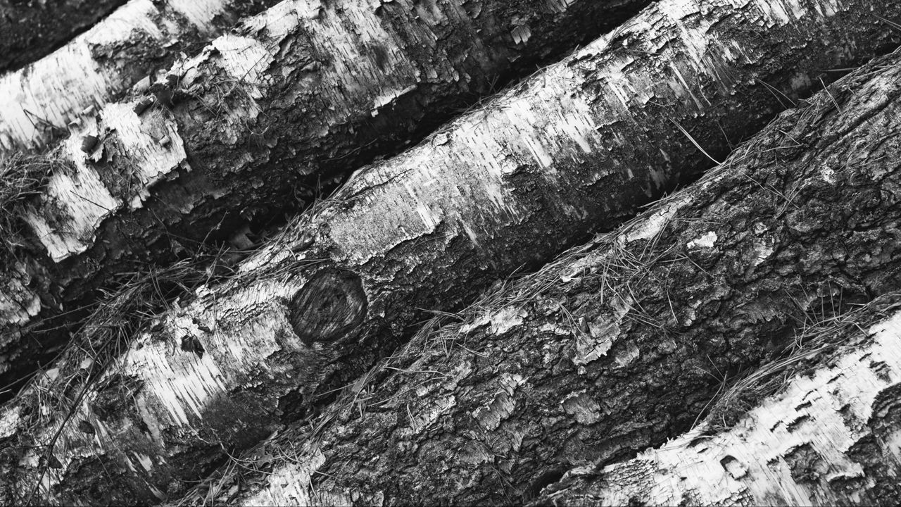 Wallpaper tree, bark, bw