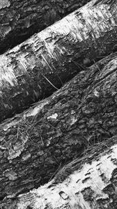 Preview wallpaper tree, bark, bw