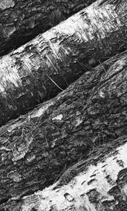 Preview wallpaper tree, bark, bw