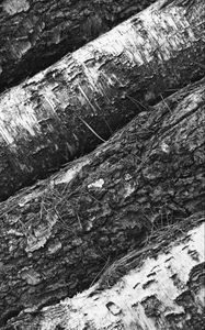 Preview wallpaper tree, bark, bw
