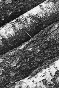 Preview wallpaper tree, bark, bw