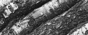Preview wallpaper tree, bark, bw