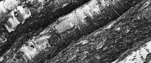 Preview wallpaper tree, bark, bw