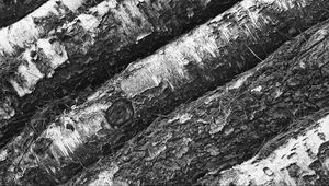 Preview wallpaper tree, bark, bw