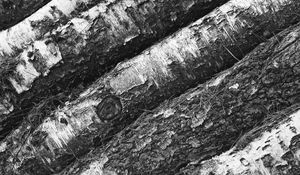 Preview wallpaper tree, bark, bw