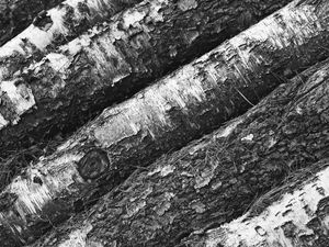 Preview wallpaper tree, bark, bw