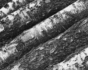 Preview wallpaper tree, bark, bw